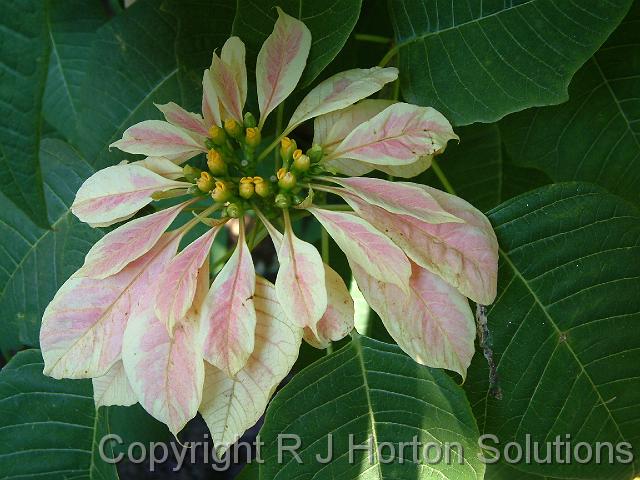 Poinsettia Pink
